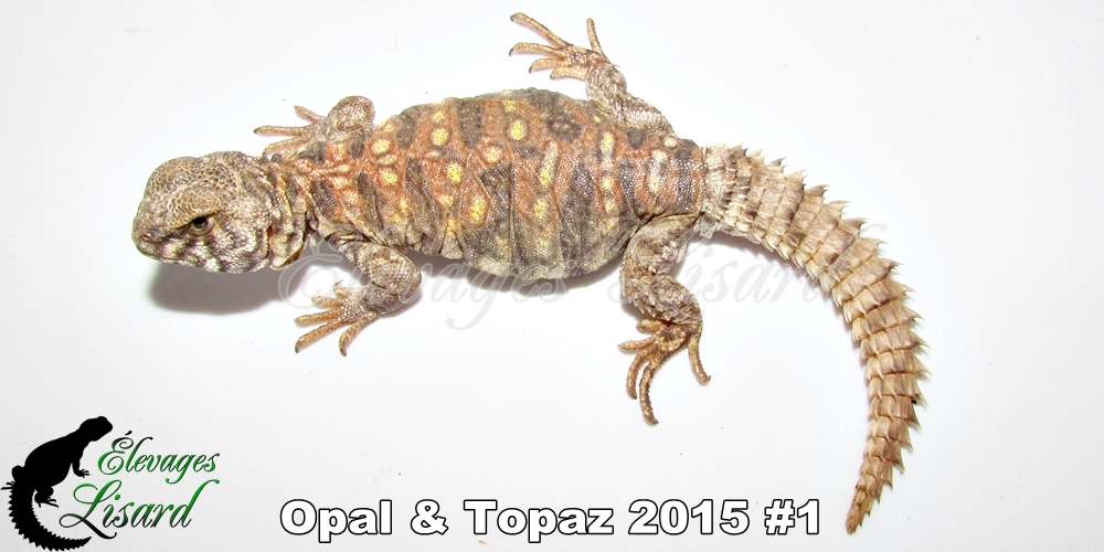 Élevages Lisard - Opal&Topaz2015#1