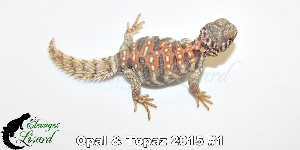 Élevages Lisard - Opal&Topaz2015#1