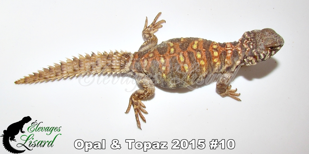 Élevages Lisard - Opal&Topaz2015#10