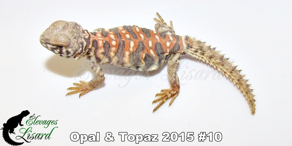 Élevages Lisard - Opal&Topaz2015#10