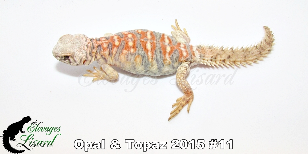 Élevages Lisard - Opal&Topaz2015#11