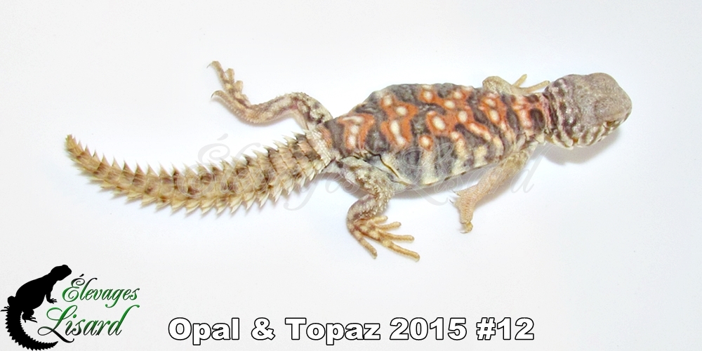 Élevages Lisard - Opal&Topaz2015#12