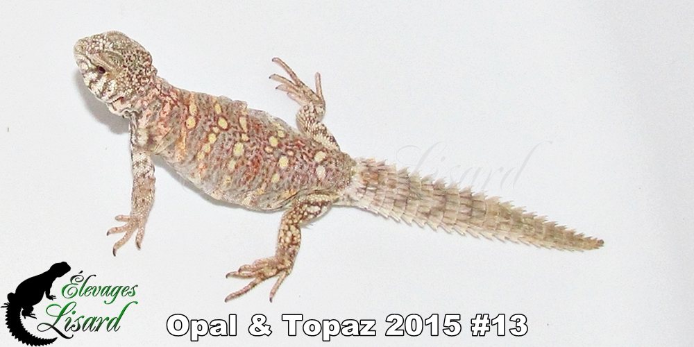 Élevages Lisard - Opal&Topaz2015#13