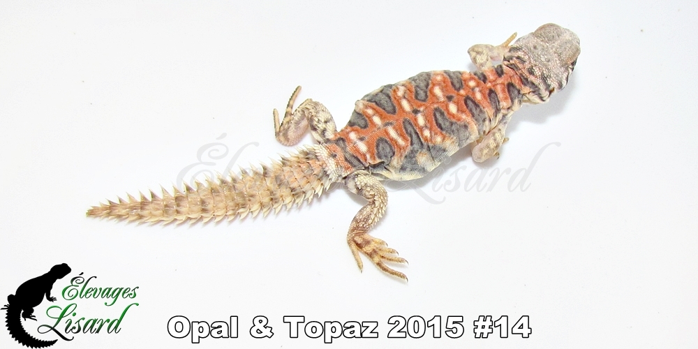 Élevages Lisard - Opal&Topaz2015#14