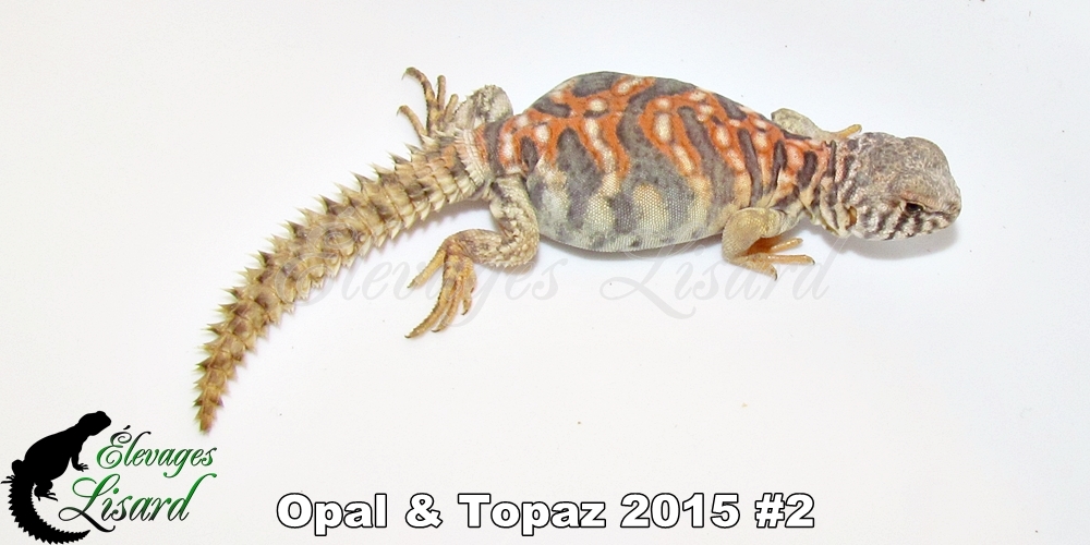 Élevages Lisard - Opal&Topaz2015#2