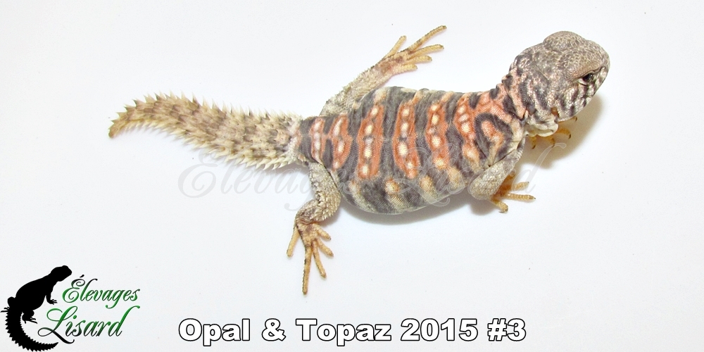 Élevages Lisard - Opal&Topaz2015#3