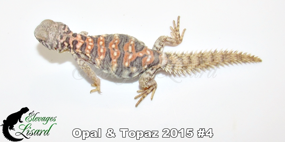 Élevages Lisard - Opal&Topaz2015#4