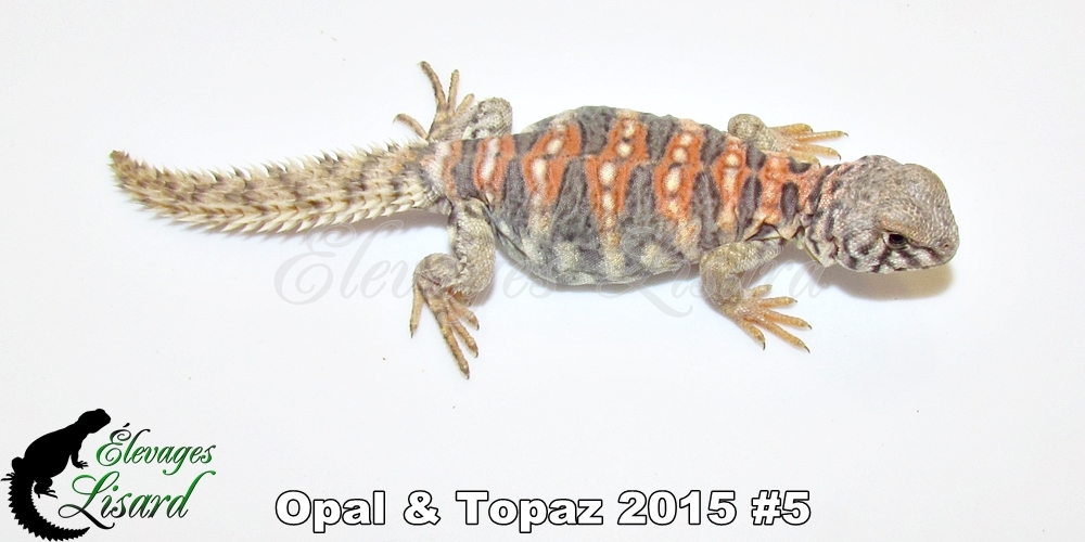 Élevages Lisard - Opal&Topaz2015#5
