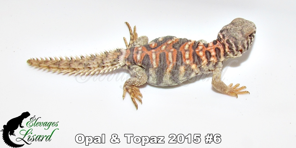 Élevages Lisard - Opal&Topaz2015#6