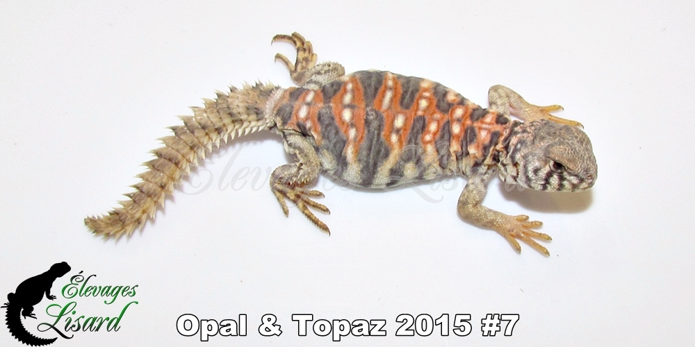 Élevages Lisard - Opal&Topaz2015#7