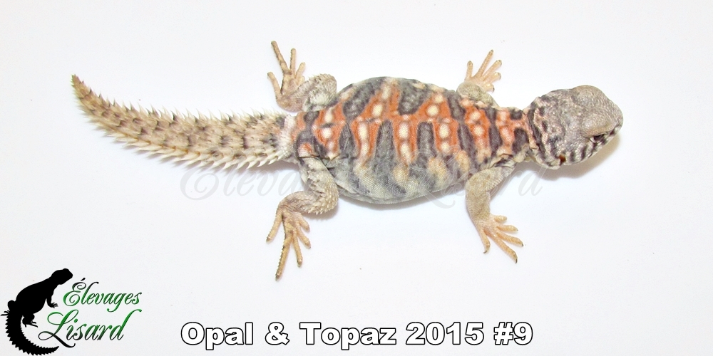 Élevages Lisard - Opal&Topaz2015#9