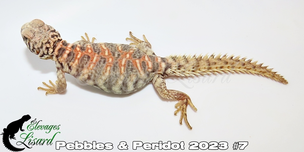 Élevages Lisard - Pebbles&Peridot2023#7