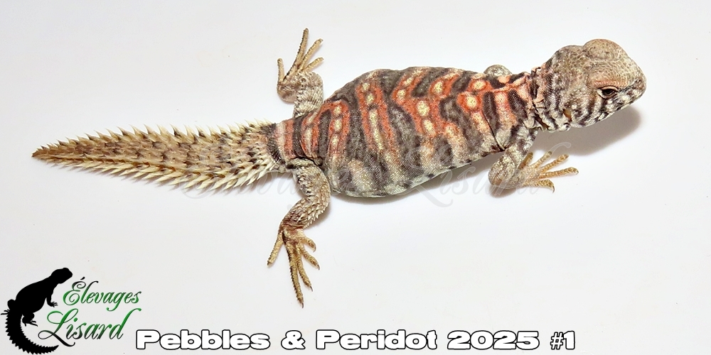 Élevages Lisard - Pebbles&Peridot2025#1