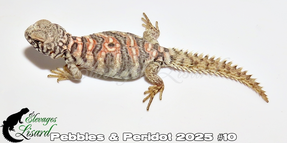 Élevages Lisard - Pebbles&Peridot2025#10