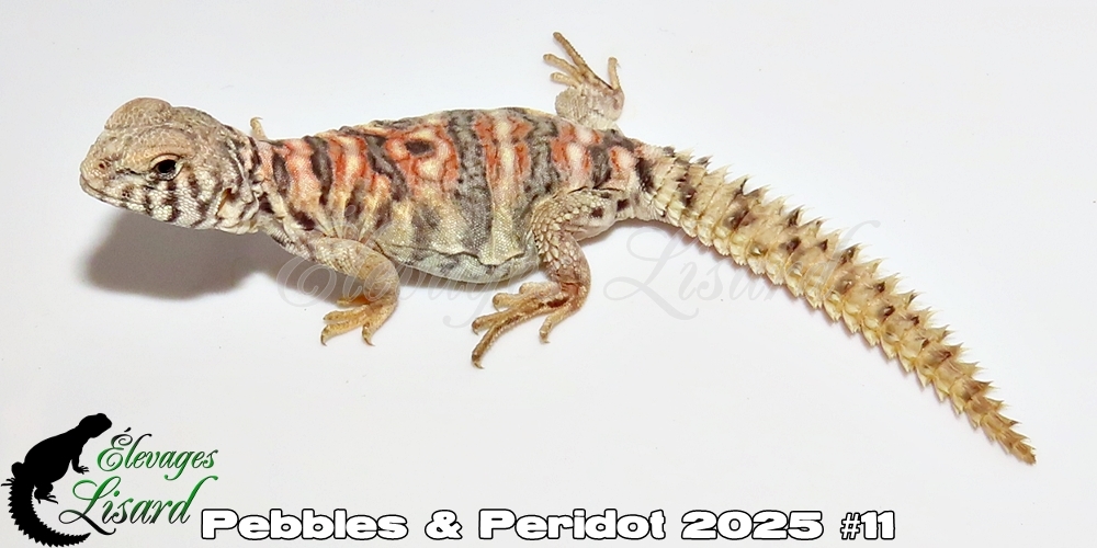 Élevages Lisard - Pebbles&Peridot2025#11