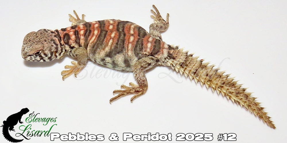 Élevages Lisard - Pebbles&Peridot2025#12