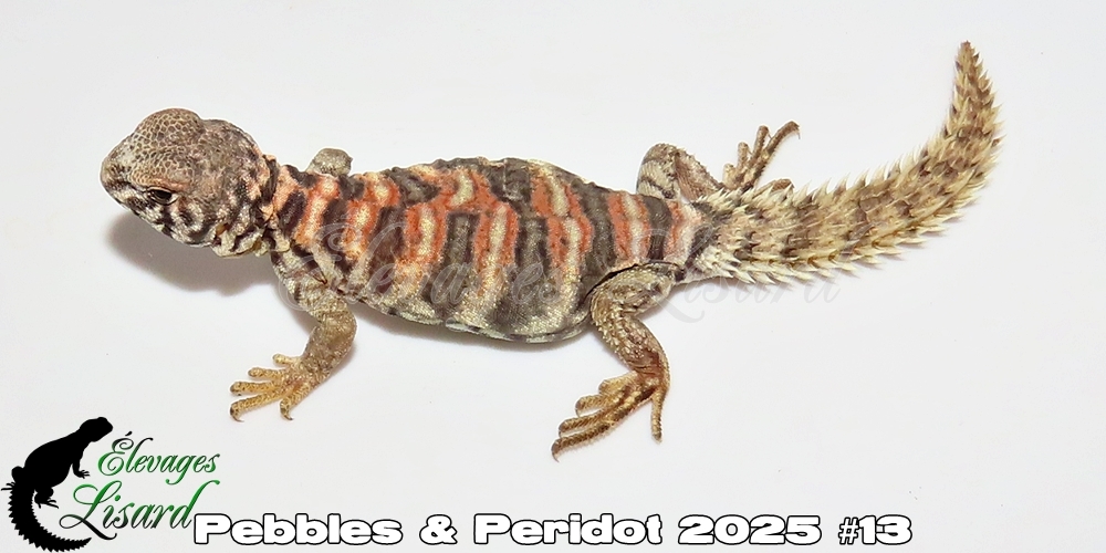 Élevages Lisard - Pebbles&Peridot2025#13