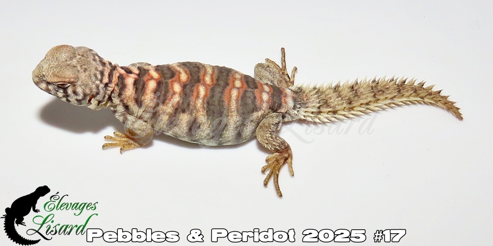 Élevages Lisard - Pebbles&Peridot2025#17