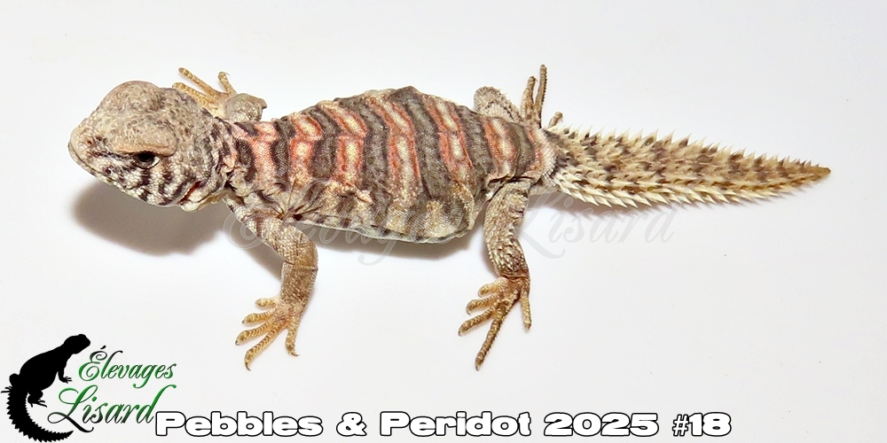 Élevages Lisard - Pebbles&Peridot2025#18