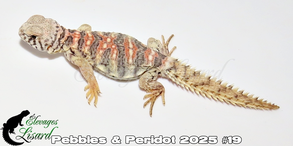Élevages Lisard - Pebbles&Peridot2025#19