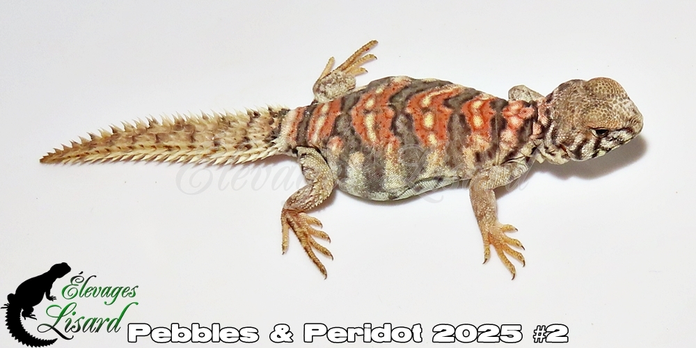 Élevages Lisard - Pebbles&Peridot2025#2