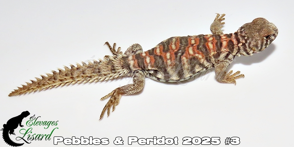 Élevages Lisard - Pebbles&Peridot2025#3