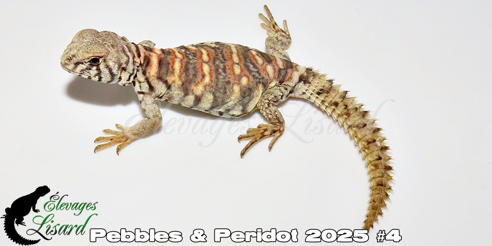 Élevages Lisard - Pebbles&Peridot2025#4