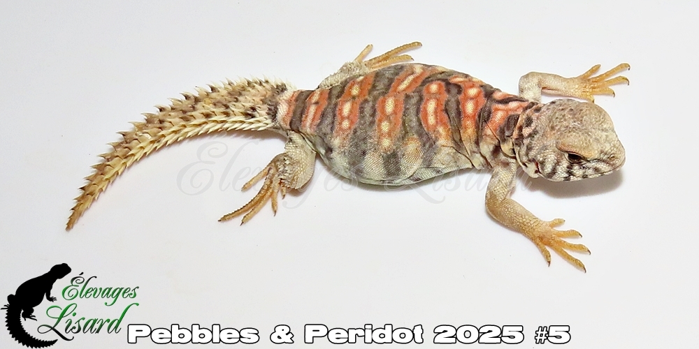 Élevages Lisard - Pebbles&Peridot2025#5