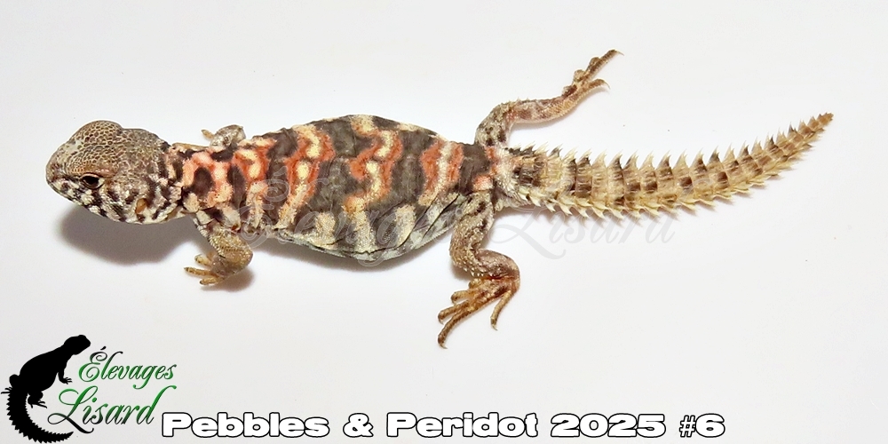 Élevages Lisard - Pebbles&Peridot2025#6
