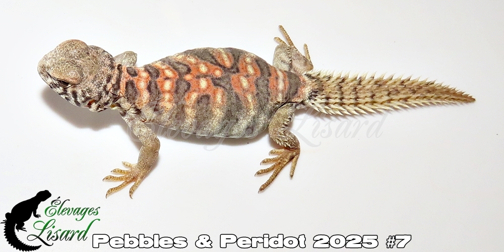 Élevages Lisard - Pebbles&Peridot2025#7