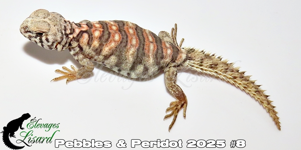 Élevages Lisard - Pebbles&Peridot2025#8