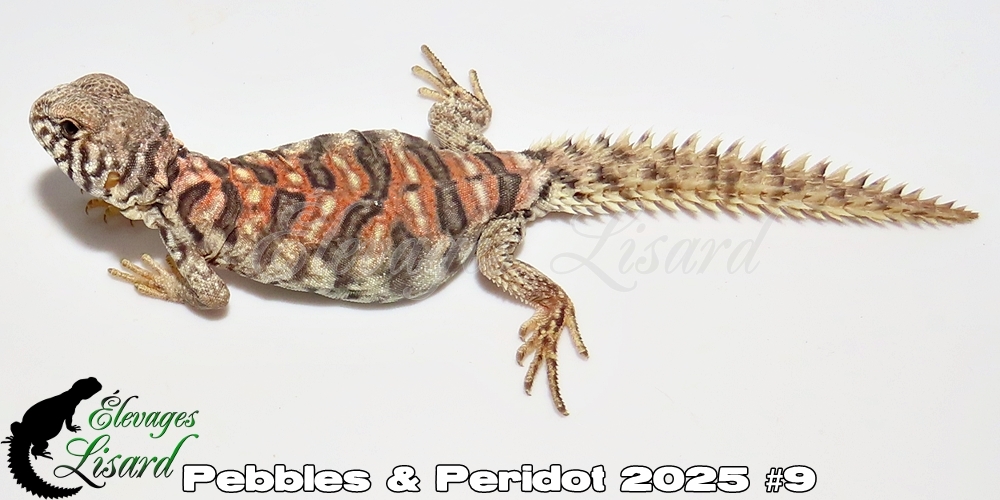 Élevages Lisard - Pebbles&Peridot2025#9
