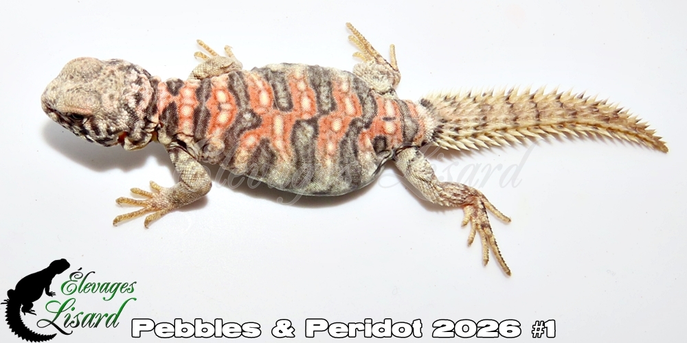 Élevages Lisard - Pebbles&Peridot2026#1