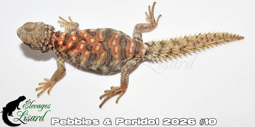 Élevages Lisard - Pebbles&Peridot2026#10