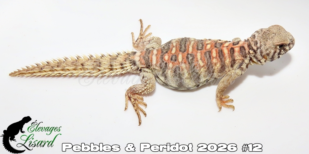 Élevages Lisard - Pebbles&Peridot2026#12