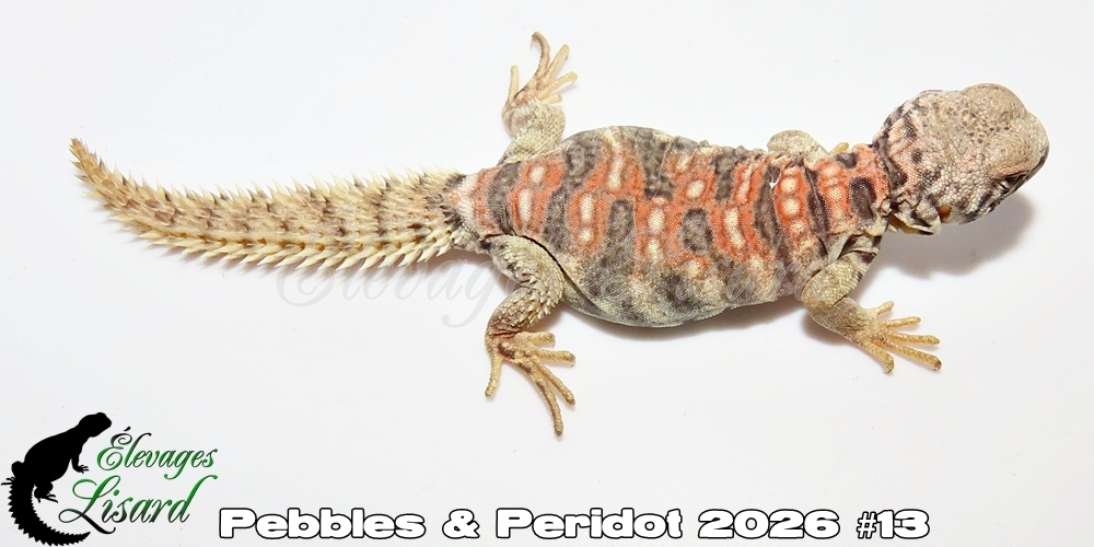 Élevages Lisard - Pebbles&Peridot2026#13