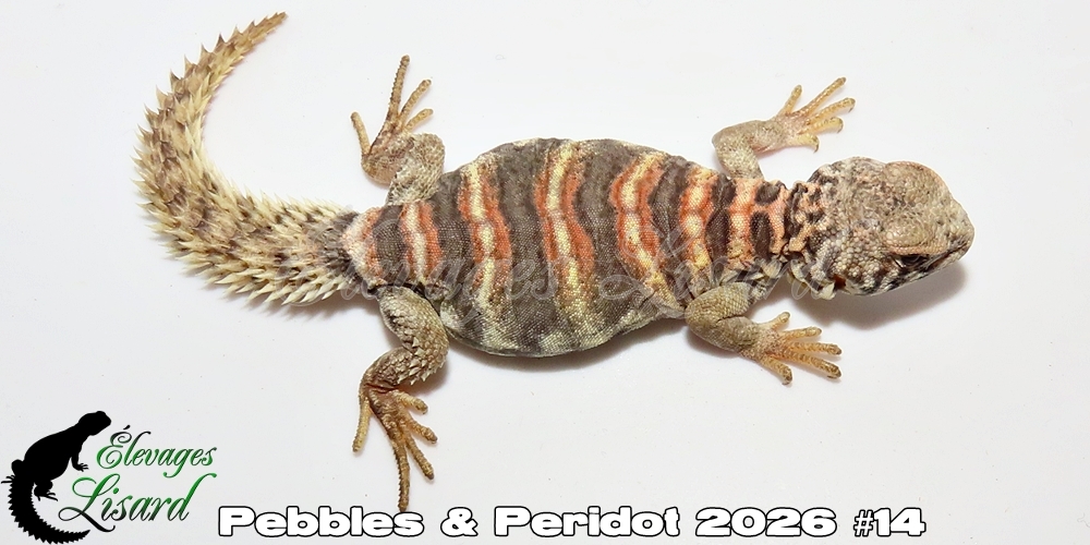 Élevages Lisard - Pebbles&Peridot2026#14