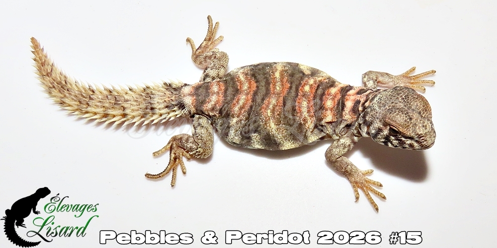 Élevages Lisard - Pebbles&Peridot2026#15