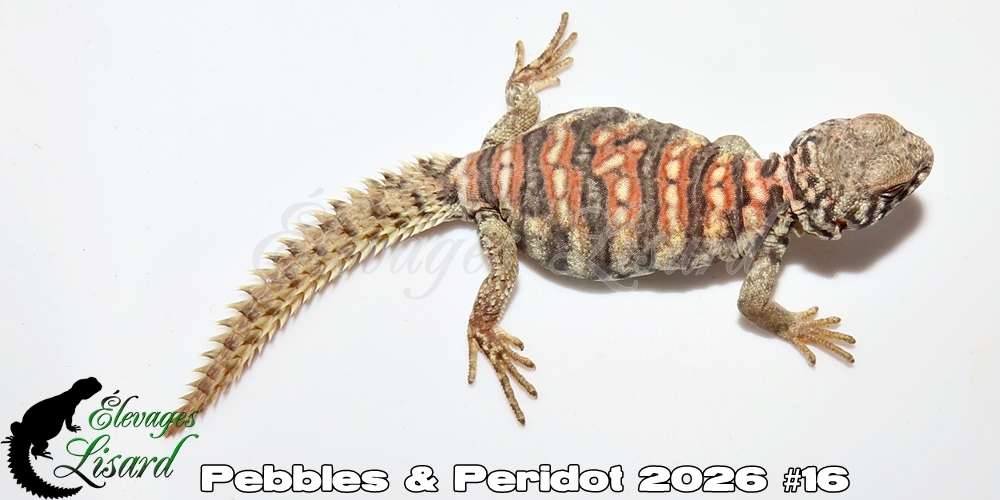 Élevages Lisard - Pebbles&Peridot2026#16
