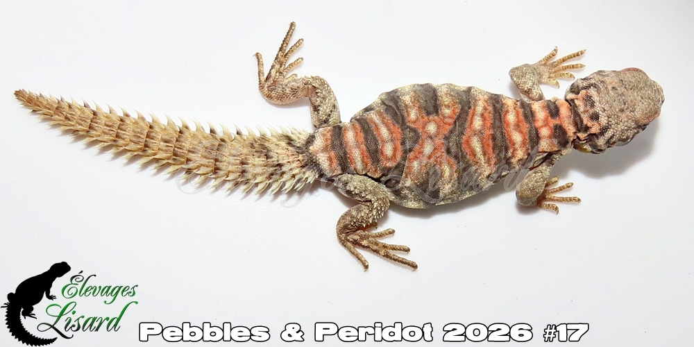 Élevages Lisard - Pebbles&Peridot2026#17