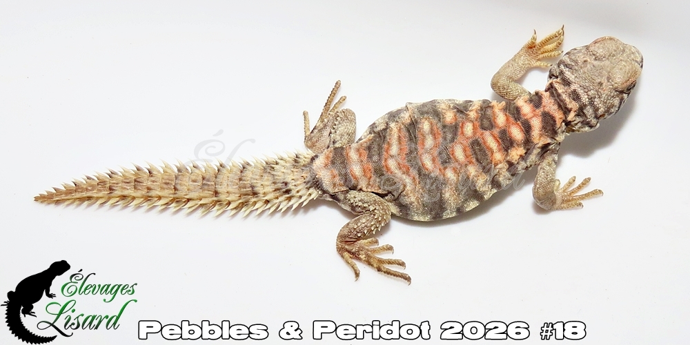 Élevages Lisard - Pebbles&Peridot2026#18
