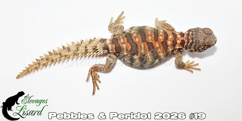 Élevages Lisard - Pebbles&Peridot2026#19