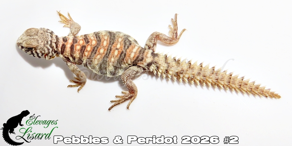 Élevages Lisard - Pebbles&Peridot2026#2