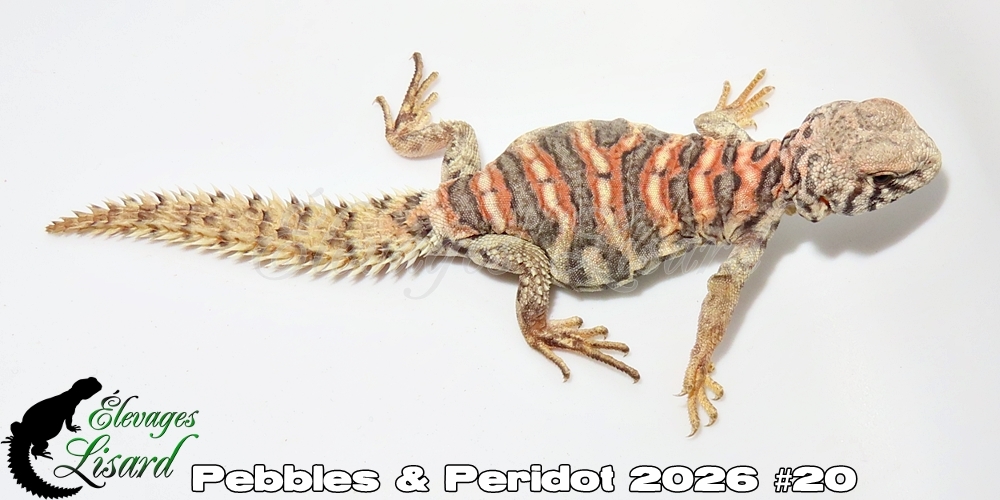 Élevages Lisard - Pebbles&Peridot2026#20