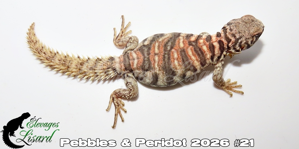 Élevages Lisard - Pebbles&Peridot2026#21