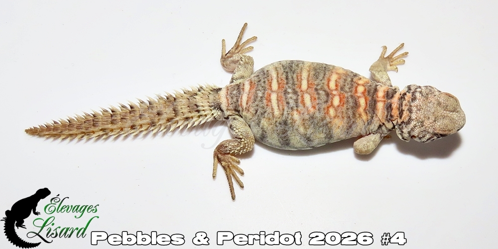Élevages Lisard - Pebbles&Peridot2026#4
