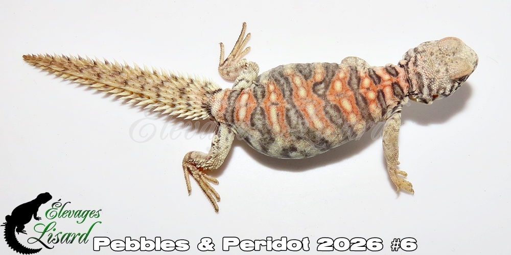 Élevages Lisard - Pebbles&Peridot2026#6