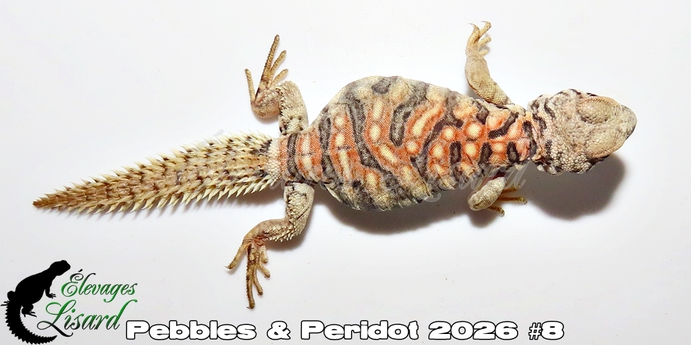 Élevages Lisard - Pebbles&Peridot2026#8