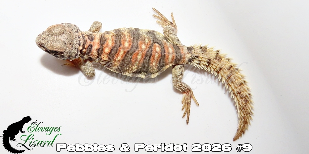 Élevages Lisard - Pebbles&Peridot2026#9