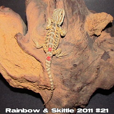 Élevages Lisard - Bébés de Rainbow et Skittle 2011